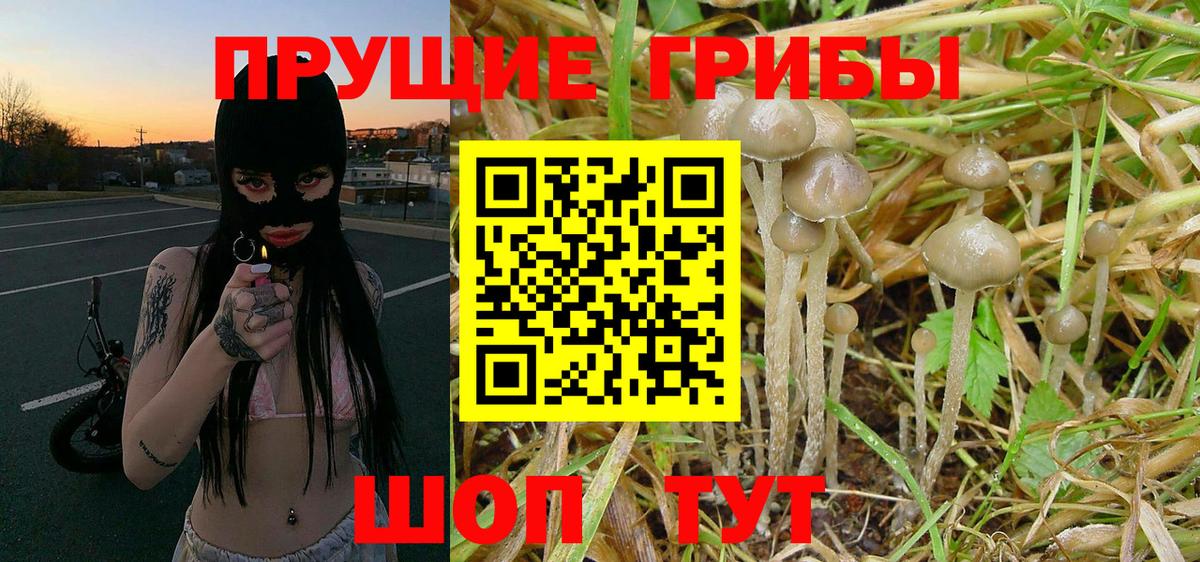 Галлюциногенные грибы мицелий  Псилоцибиновые грибы Cubensis  Грязи 